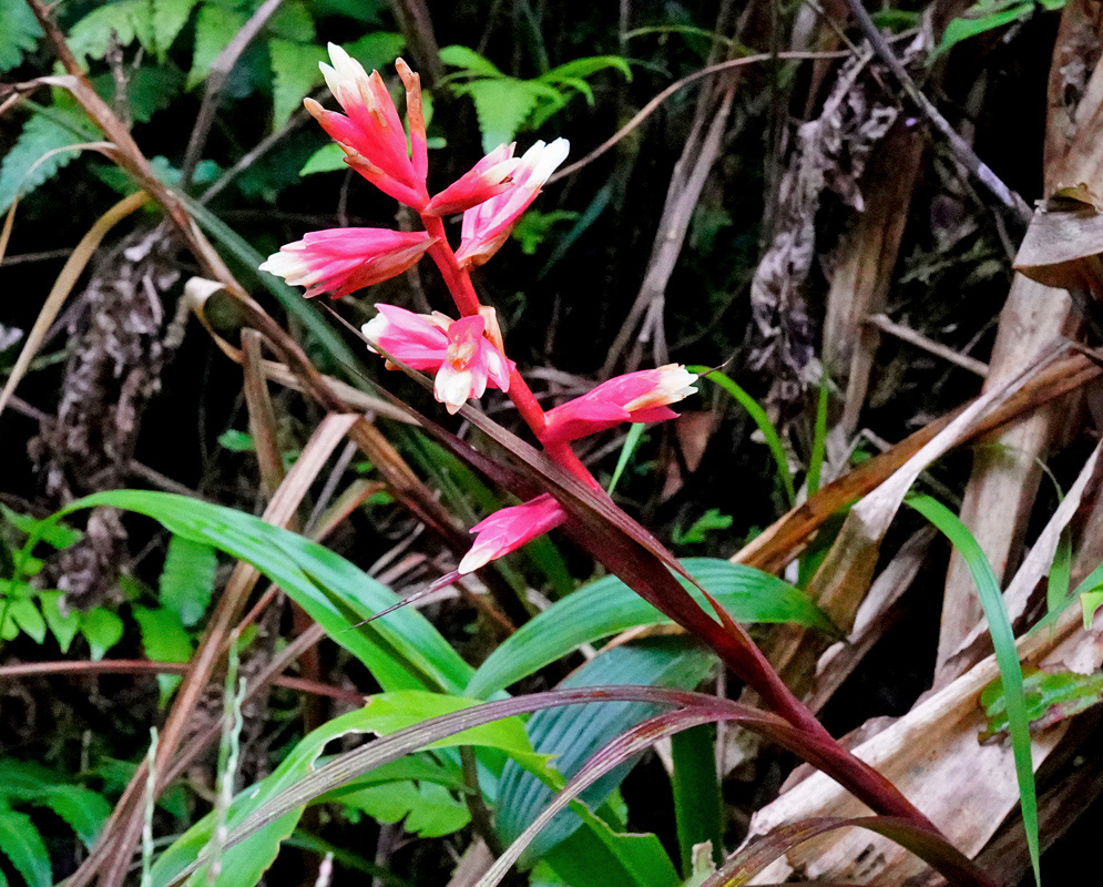 Guzmania calamifolia var rosacea has a branching red stalk bearing vivid pink bracts and small white flowers above narrow green leaves
