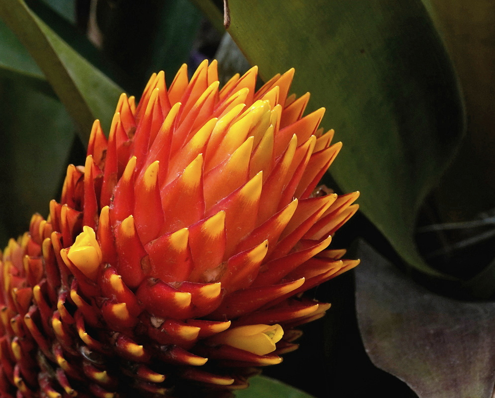 Guzmania conifera has a dense cone-shaped head of overlapping red bracts with pointed yellow tips