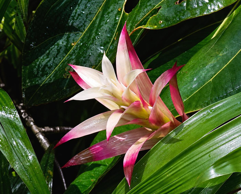 Guzmania Deborah has pointed creamy white bracts flushed with pink rising above glossy green strap-shaped leaves