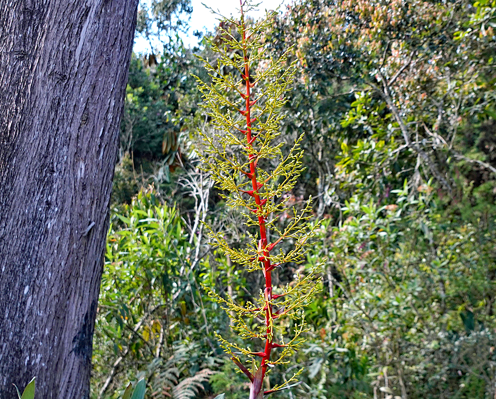 Guzmania diffusa red and yellow inflorescence
