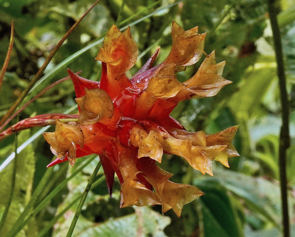 Guzmania graminifolia flowers