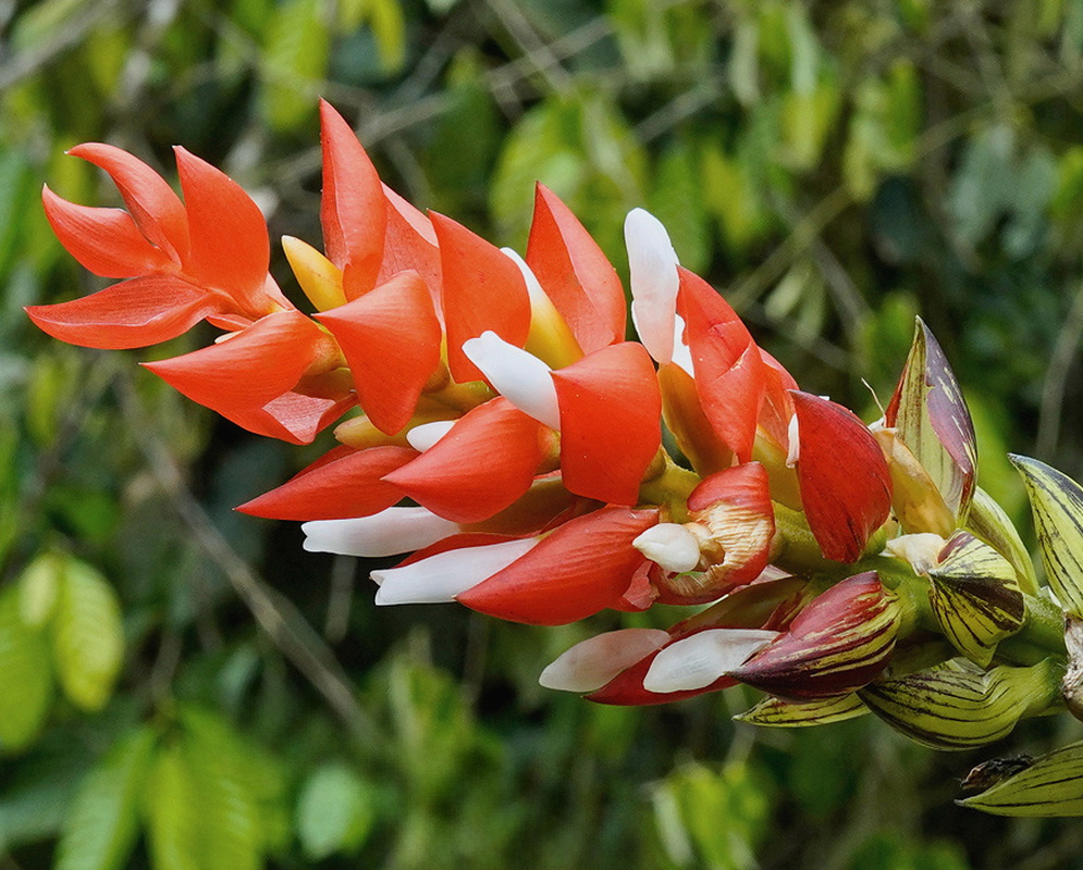 Guzmania monostachia bears a single spike with orange-red upper bracts and white tubular flowers above striped green bracts