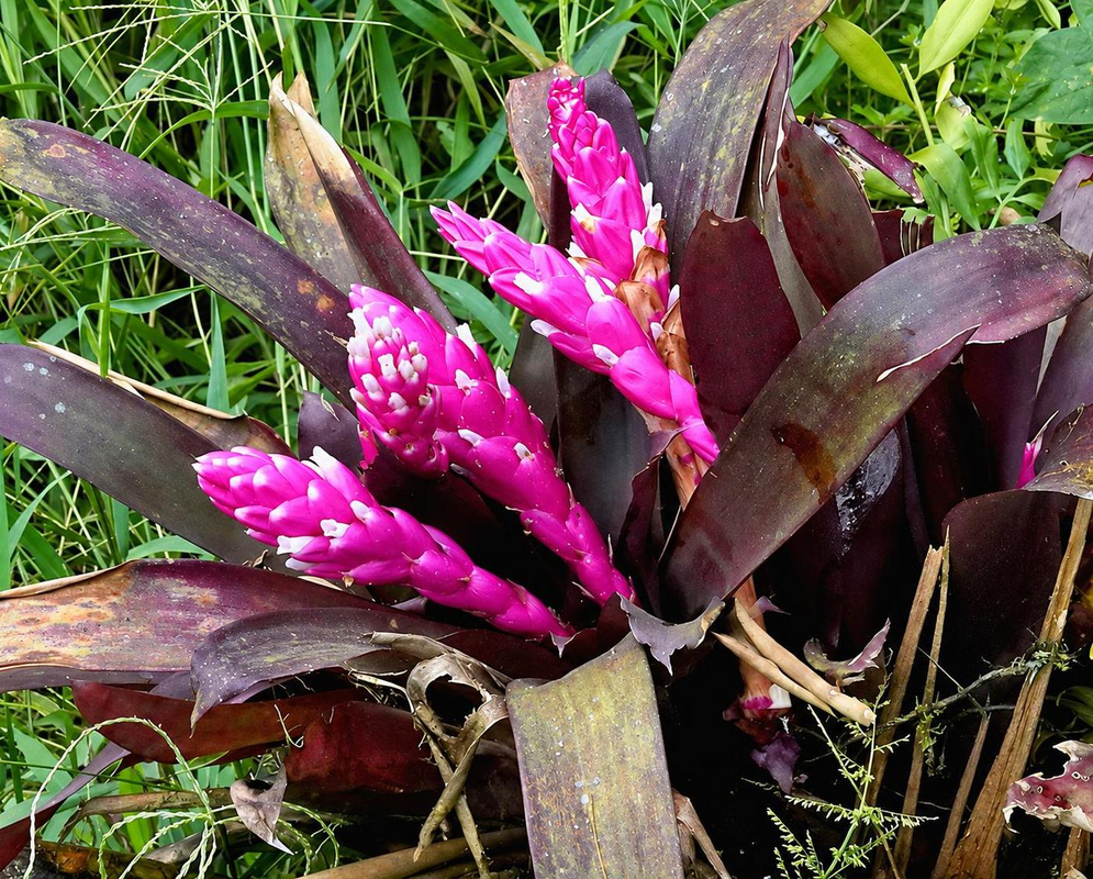 Guzmania remyi has bright pink flower spikes dotted with small white blossoms among dark purple-green rosette leaves