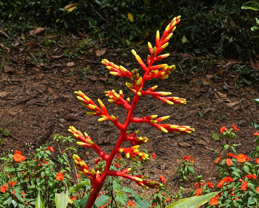 Guzmania vanvolxemii has a slender red branching inflorescence with upright clusters of red buds tipped in yellow