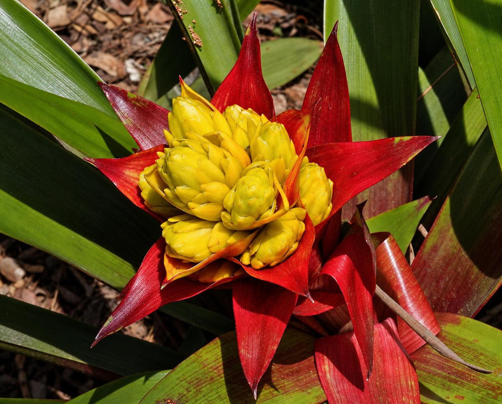 Guzmania Limones has a dense yellow central flower head surrounded by a star of glossy deep red pointed bracts