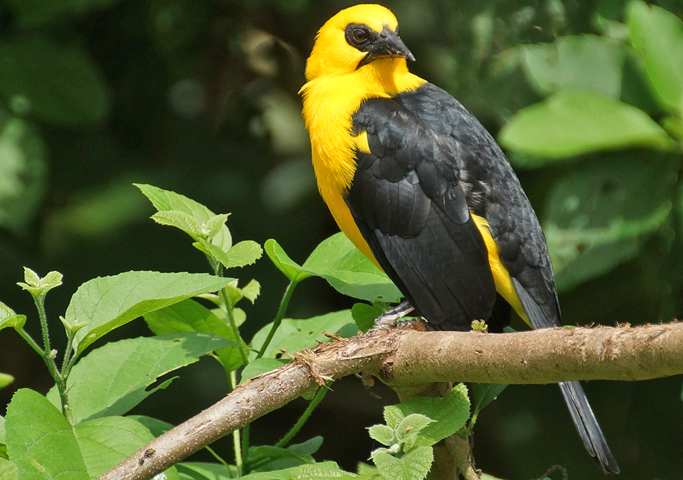 Contrasting yellow and black oriole on a tree branch