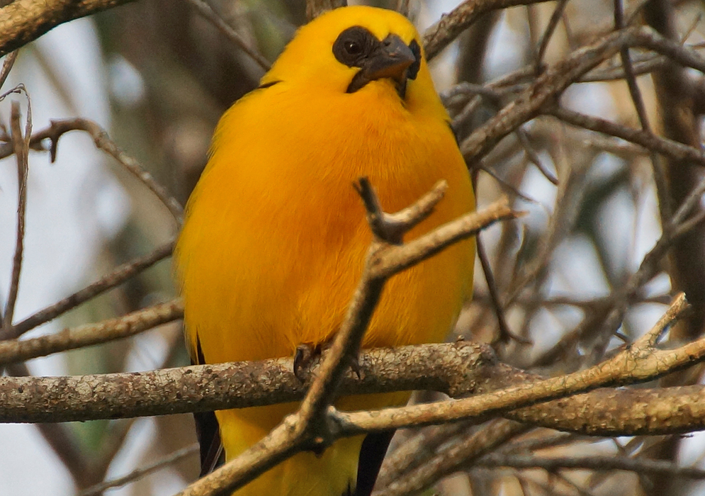 Yellow breast of oriole hit by late afternoon sun