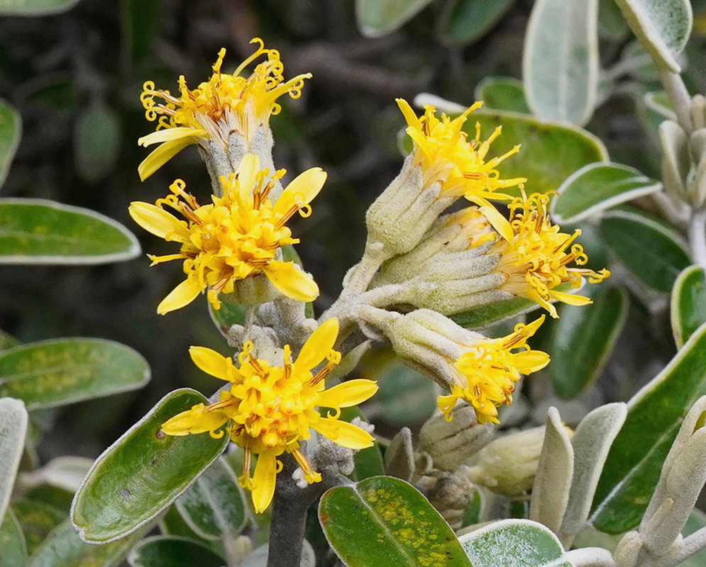 Gynoxys buxifolia bears clusters of small yellow flower heads beside oval leaves with pale fuzzy undersides