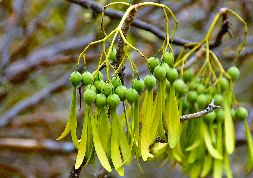 Green Gyrocarpus mocinoi fruits with yellowish-green wingsThe winged fruit  
