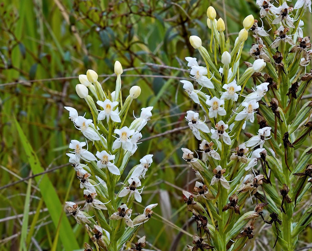 Habenaria monorrhiza has upright green spikes bearing small white orchid flowers with slender spreading lobes and pale buds