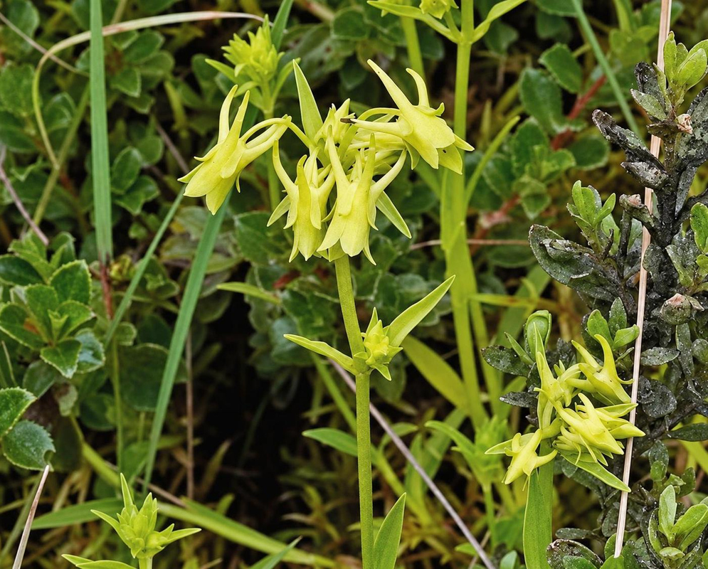 Halenia umbellata has clusters of pale yellow-green four-lobed flowers with narrow spurs above opposite green leaves