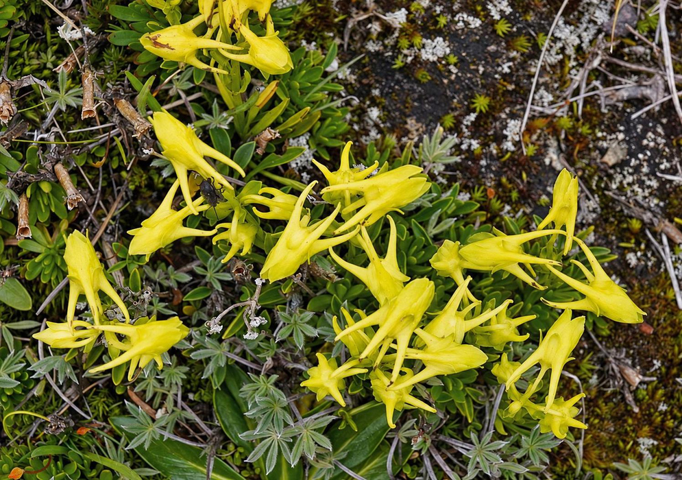 Halenia weddelliana bears bright yellow-green flowers with long radiating spurs above small opposite leaves in low vegetation