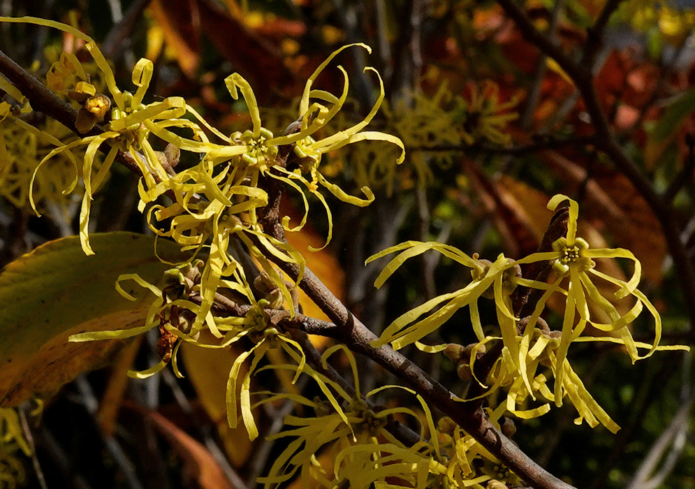 Hamamelis virginiana has clusters of yellow flowers with long curled ribbon-like petals along a slender brown branch