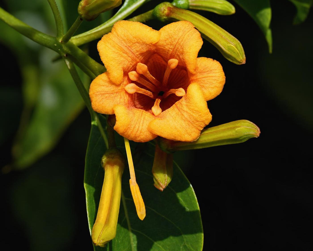 Hamelia cuprea has an orange bell-shaped flower with a deep red throat beside elongated yellow-green buds