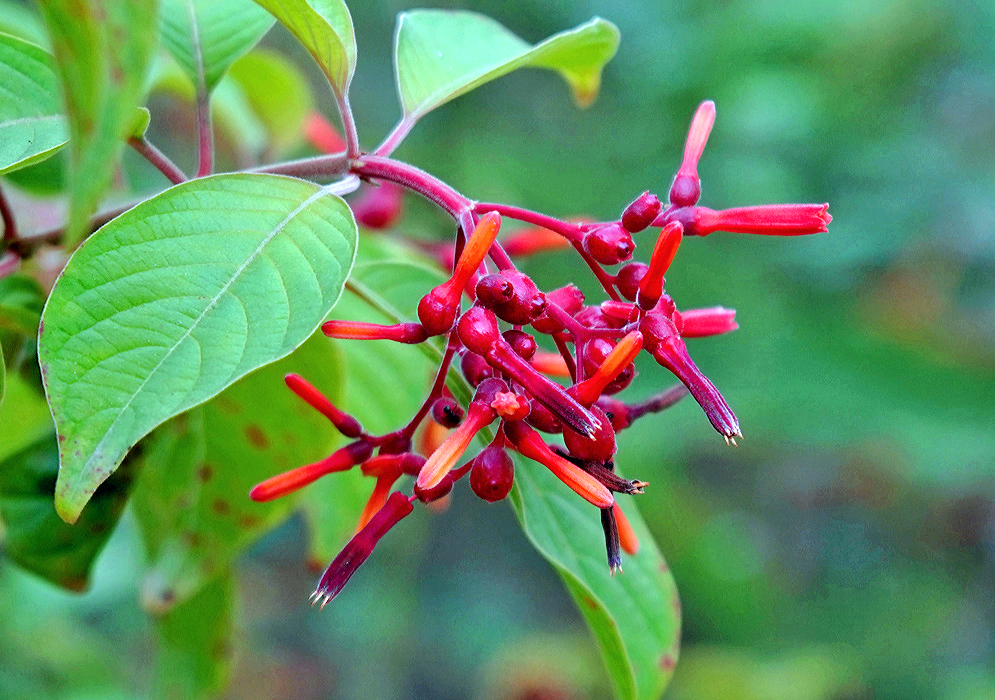 Hamelia patens inflorescence with purple-red tubular flowers