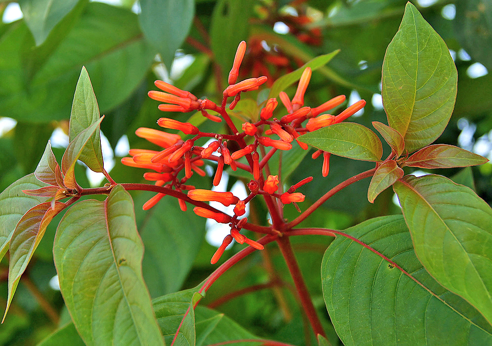 Hamelia patens inflorescence with orangish-red tubular flowers