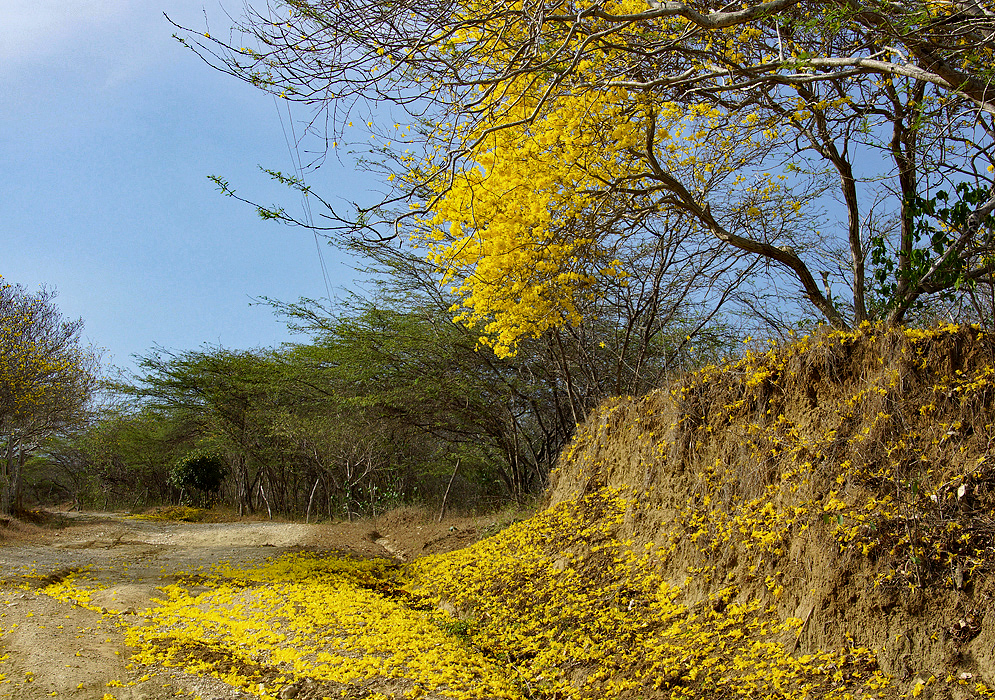 Yellow flowers of a Handroanthus billbergii tree covering a dirt road under blue skies
