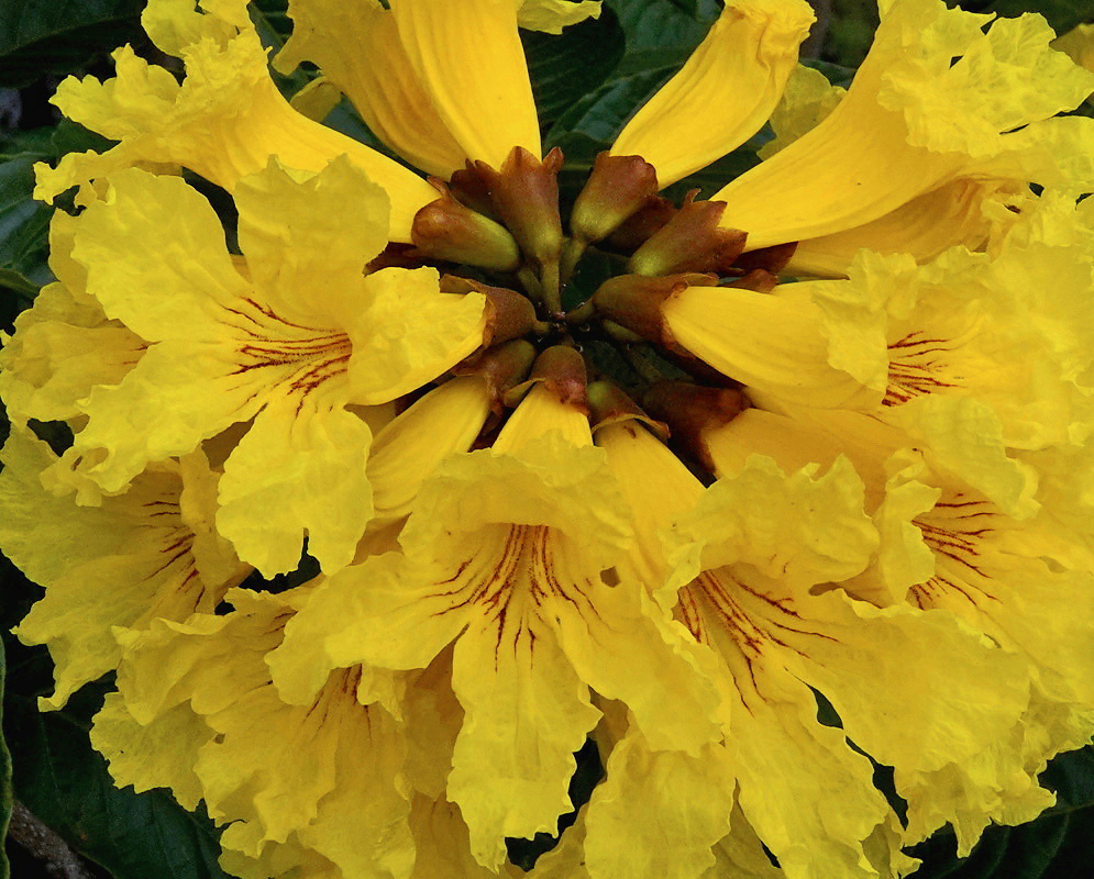Handroanthus chrysanthus brownish calyces
