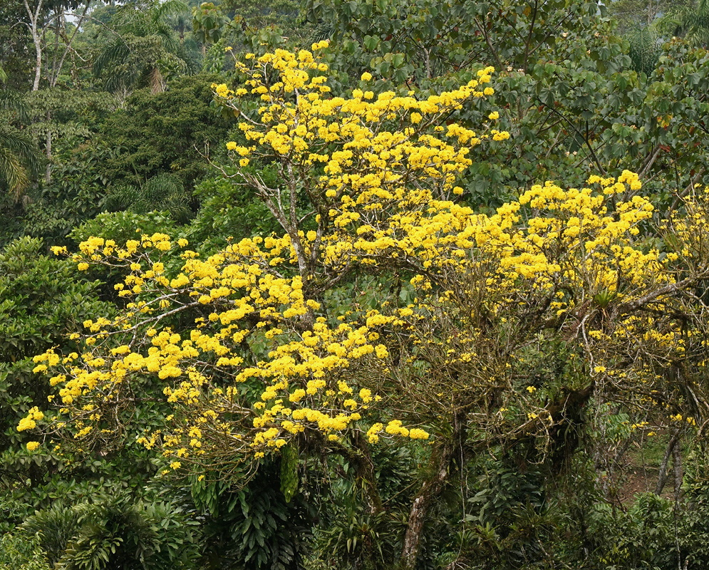 A Handroanthus chrysotrichus tree has an open branching crown covered with bright yellow flower clusters against a wooded hillside