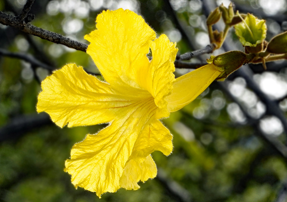 Yellow Handroanthus guayacan bloom with slightly crinkled petals showing fine veins emerging from a long, slender calyx