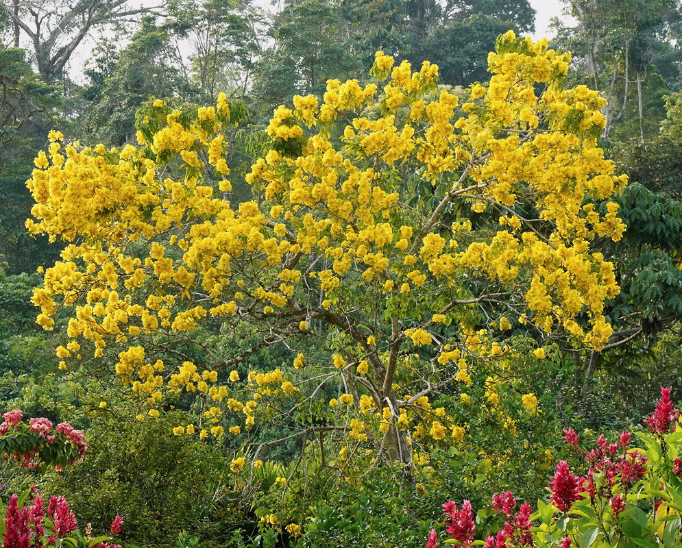 Handroanthus guayacan Dense Yellow Flowering Tree Crown Handroanthus guayacan forms a rounded tree crown densely covered in yellow trumpet flowers