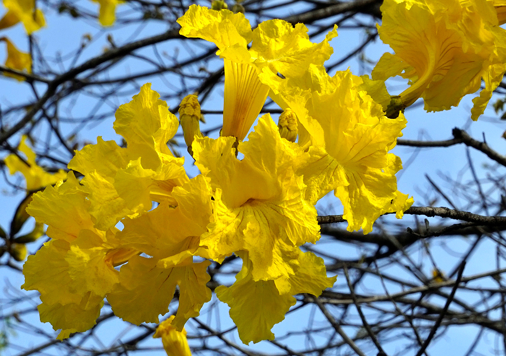 A cluster of vibrant yellow Handroanthus guayacan trumpet-shaped flowers and a clear blue sky background