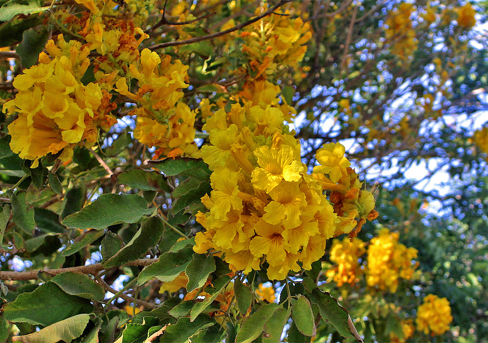 A cluster of yellow Handroanthus serratifolius flowers