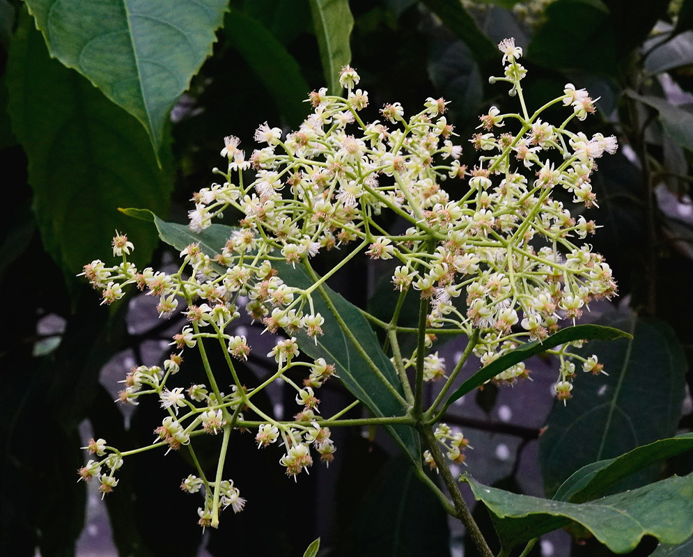 Hasseltia floribunda has a broad branching cluster of small white flowers with projecting stamens against dark green leaves
