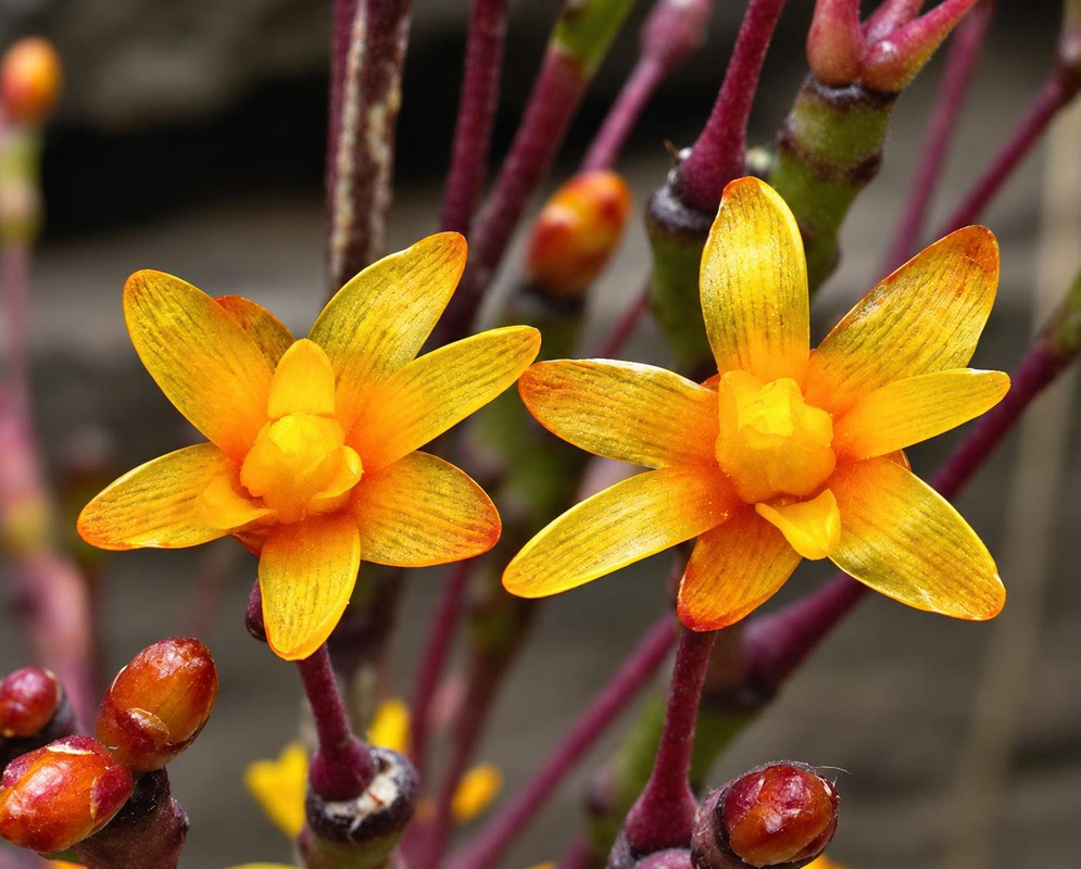 Orange-yellow Hatiora salicornoides flowers open beside brown-pink buds at branching stem tips