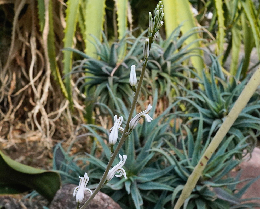 Dense Haworthia cymbiformis rosettes surround thin stems bearing white flowers with purple markings