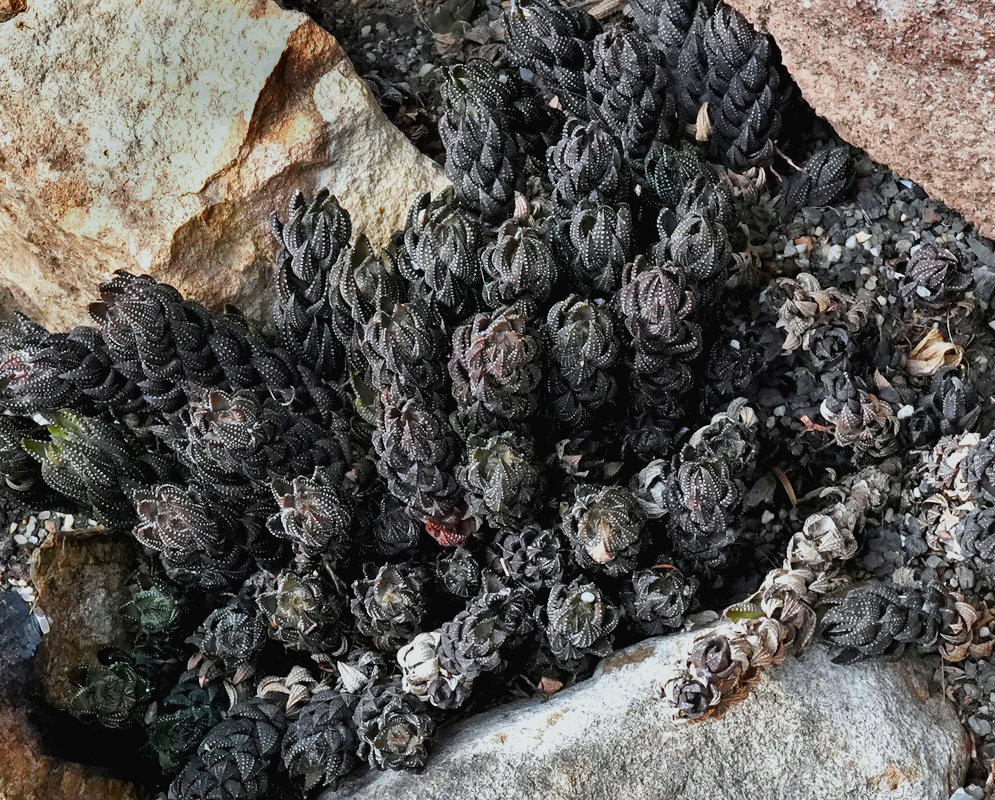 Haworthiopsis reinwardtii forms dense clusters of dark upright stems covered by tightly packed pointed leaves with pale raised tubercles