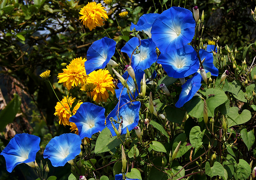 Heavenly blue vine growing along side yellow flowers 