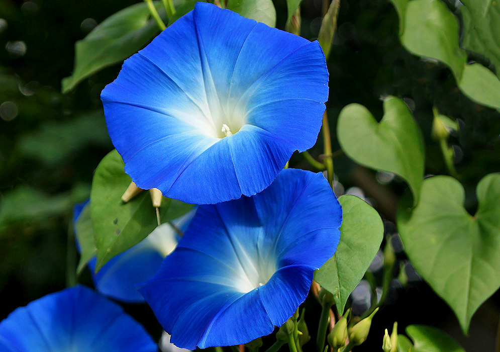 Azure Ipomoea tricol flowers with white throats and stamens in sunlight