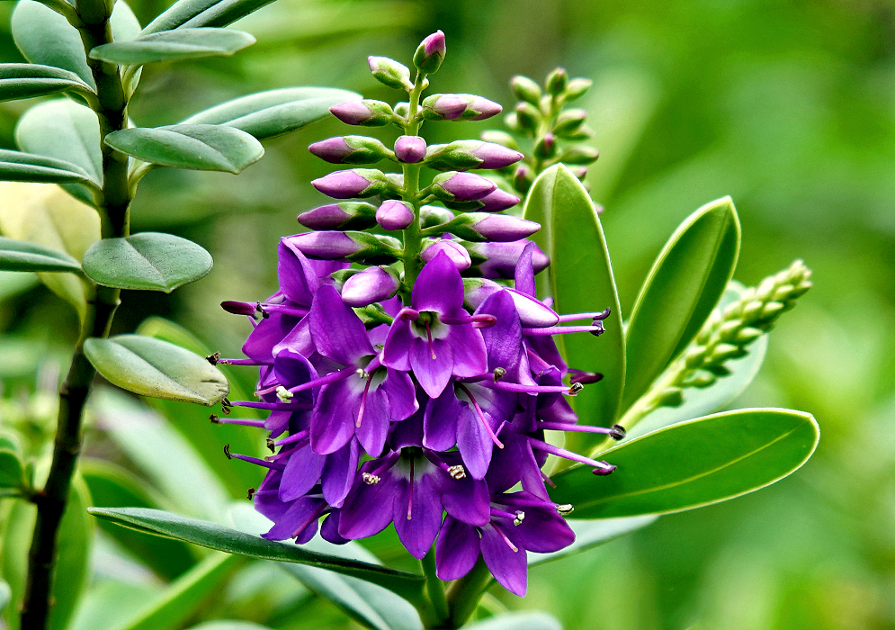Veronica speciosa inflorescence with purple flowers