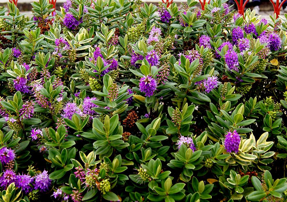 An Veronica speciosa bush with variegated leaves and inflorescences with purple flowers