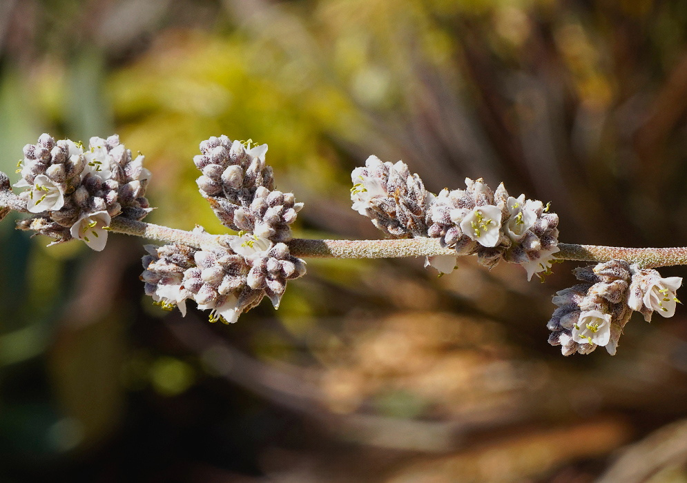 Hechtia mooreana has small whitish flowers crowded along slender pale branches beside clusters of unopened gray-purple buds