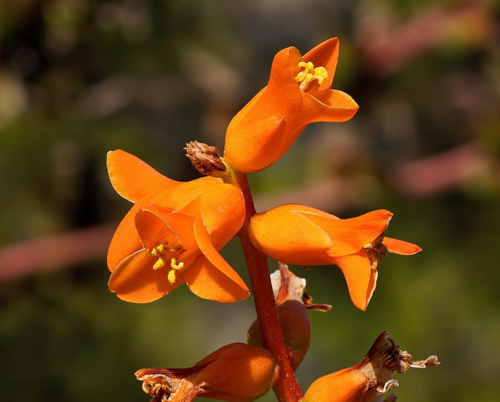 Three orange Hechtia pumila flowers open along a reddish flowering stem