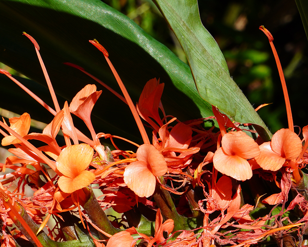 Bright orange Hedichium aurantiacum flowers with long, slender stamens extending beyond the petals