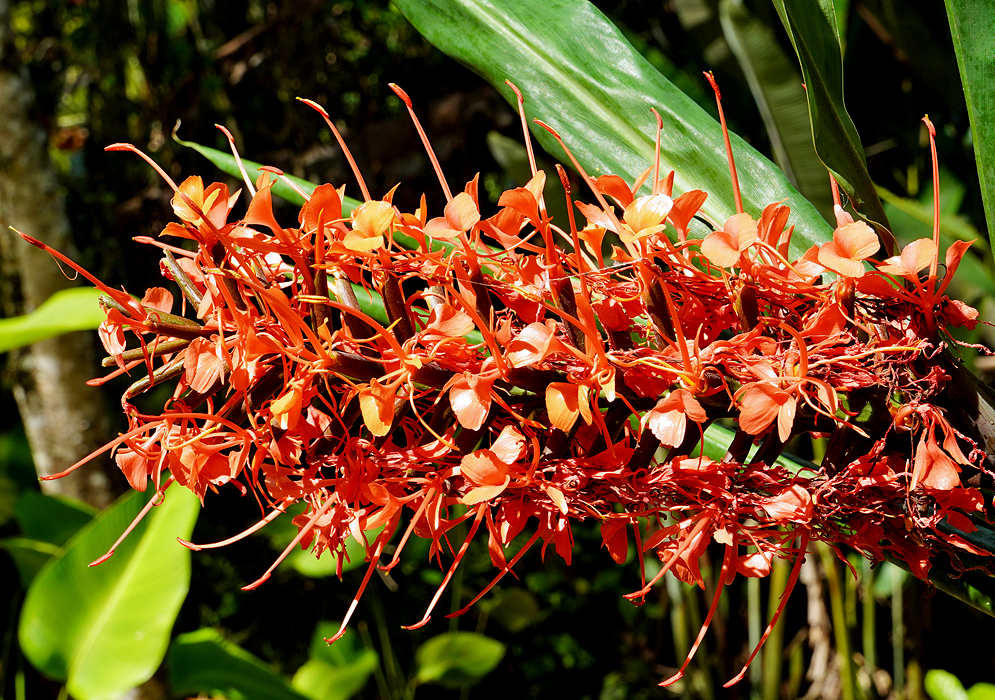 Cluster of  orange Hedichium aurantiacum blooms, each composed of slender, narrow petals radiating outward with long, protruding stamens 