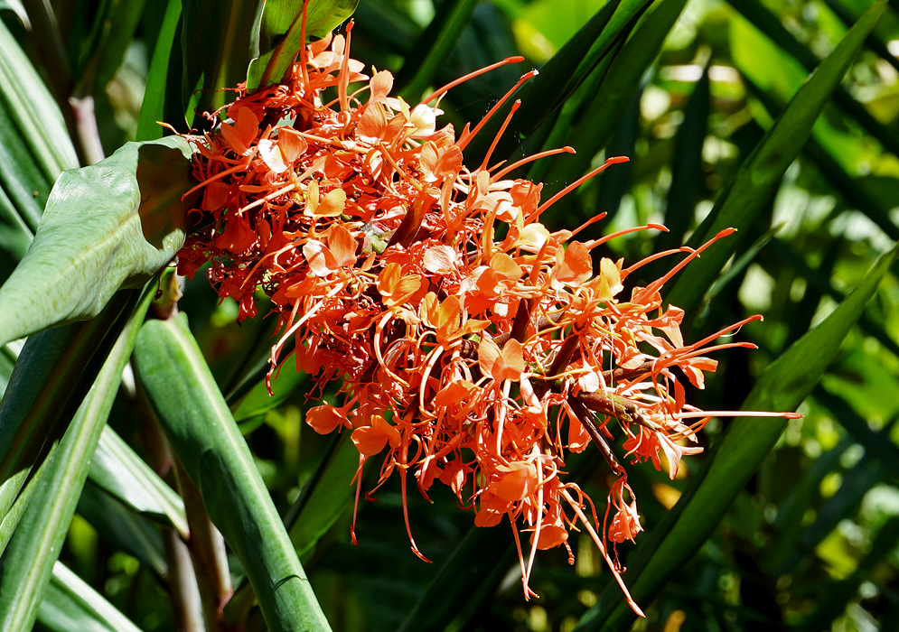 Inflorescence of  orange Hedichium aurantiacum blooms, each composed of slender, narrow petals radiating outward with long, protruding stamens 