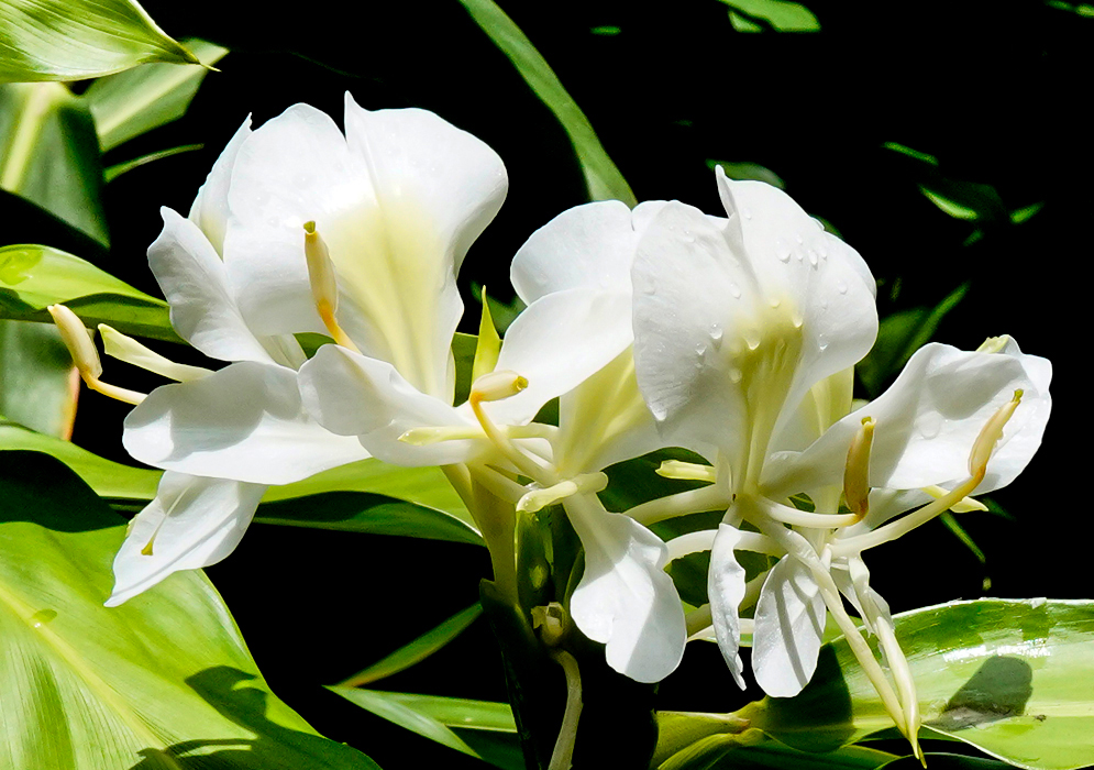 A cluster of white Hedychium coronarium flowers