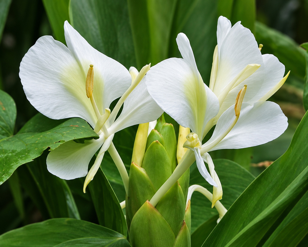 White Hedychium coronarium flowers with pale yellow centers above overlapping green bracts