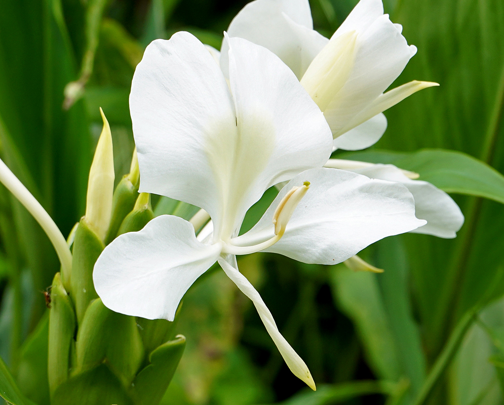 White Hedychium coronarium Flower in shade