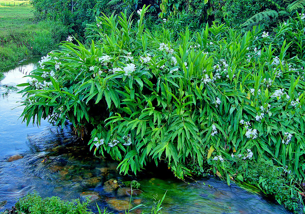 Clumps of white blooming Hedychium coronarium plants growing next to a small creek