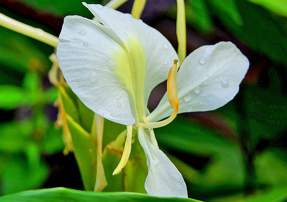 A white Hedychium coronarium flower with a yellow tinted lip