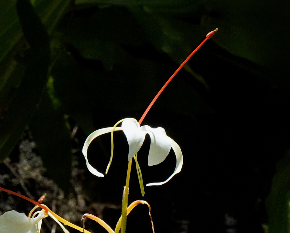 Hedychium gardnerianum White Flower and Red Filament A Hedychium gardnerianum flower has curled white petals and a long red filament