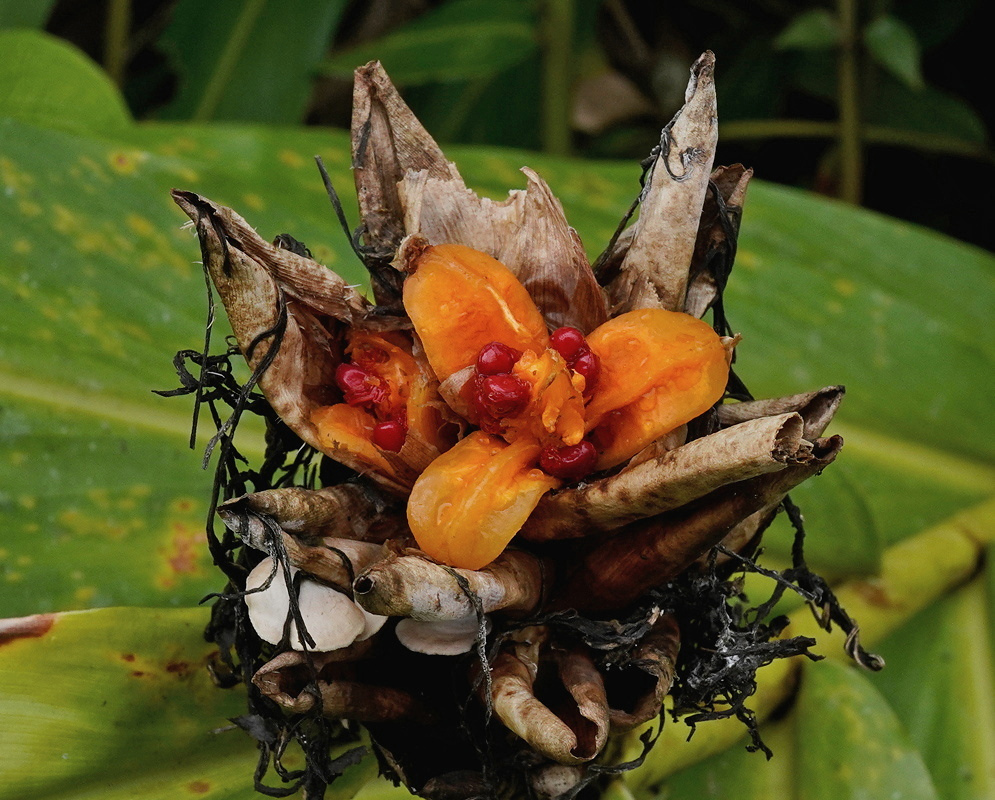 Hedychium gardnerianum has open seed capsules with bright orange inner surfaces and reddish seeds surrounded by dry brown valves