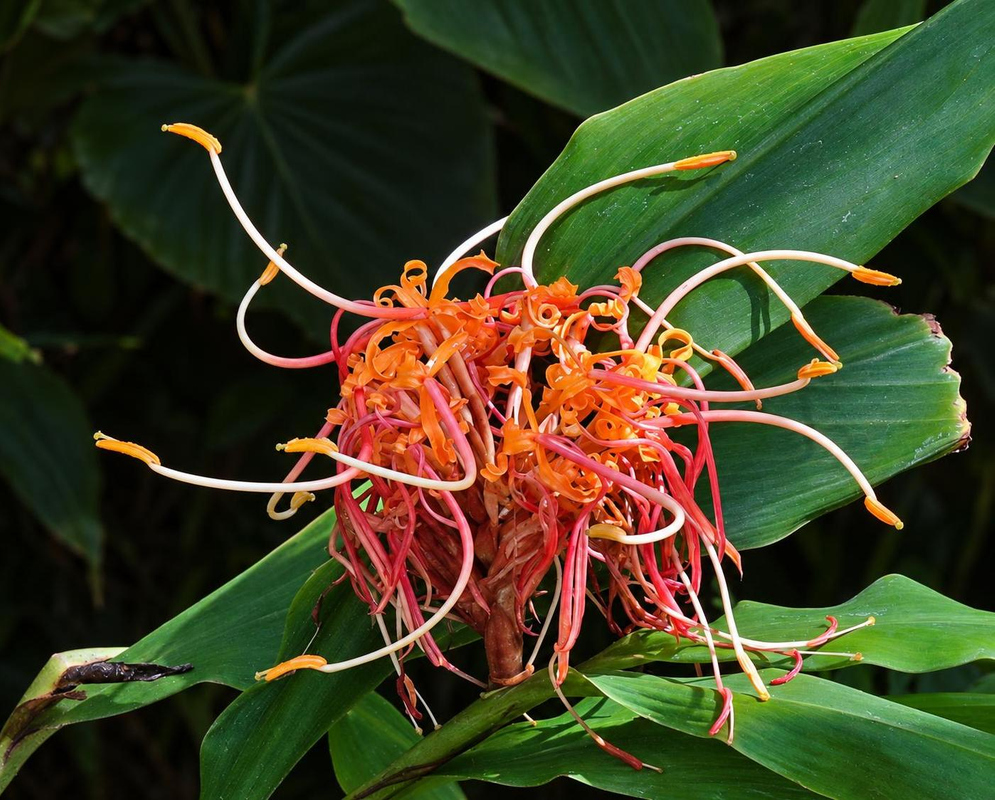 Hedychium longicornutum has a dense cluster of orange and red flowers with long curled narrow lobes and projecting stamens