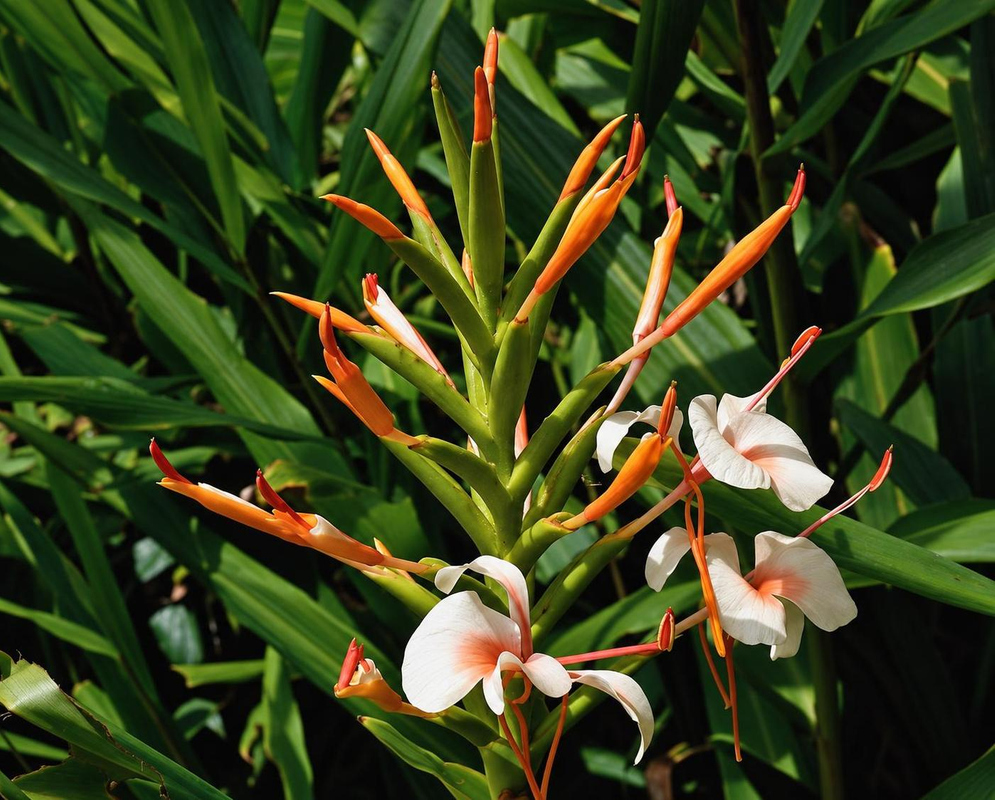 Hedychium spicatum has white flowers with orange-red throats and long projecting stamens among upright green buds