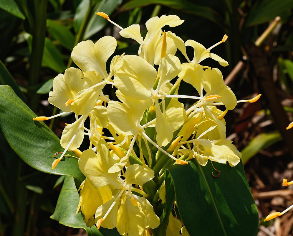 Hedychium Giant Yellow has a cluster of creamy yellow flowers with deeper yellow centers and long pale projecting stamens